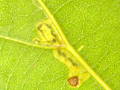 Stigmella trimaculella